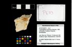 Foto (Objekt + Etikett) von Cracensigillatus acutirostrus (Moericke, 1889)  (NHMW-GEO-2014-0194-0673)